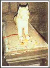 shirdi sai baba live